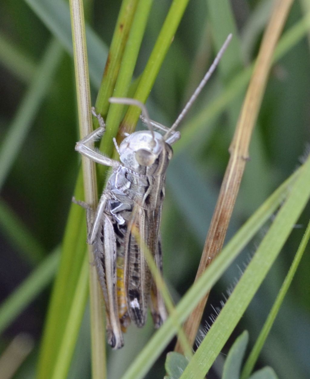 Cavalletta da identificare